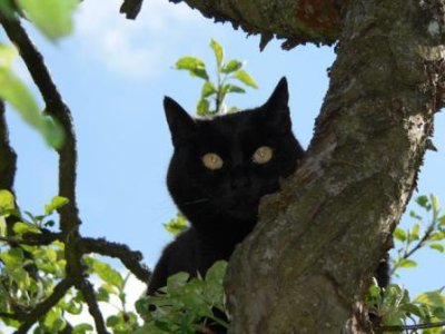 Katze Minni im Garten