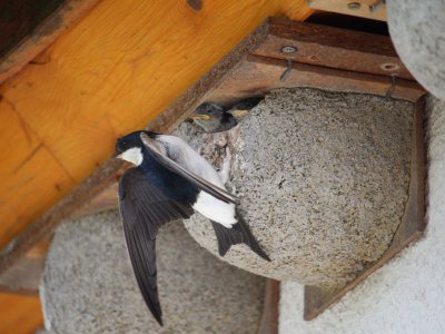 Hier füttert eine Schwalbe ihr Junges am Nest unserer Hauswand